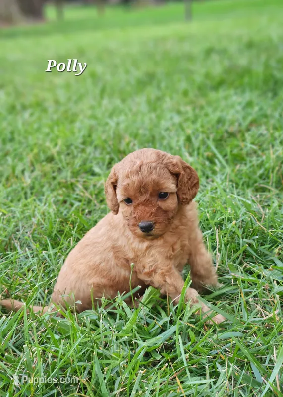 Polly – Miniature Labradoodle puppy for sale in Manheim, PA