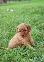 Polly, a female Miniature Labradoodle for sale in Manheim, PA – 1 of 2