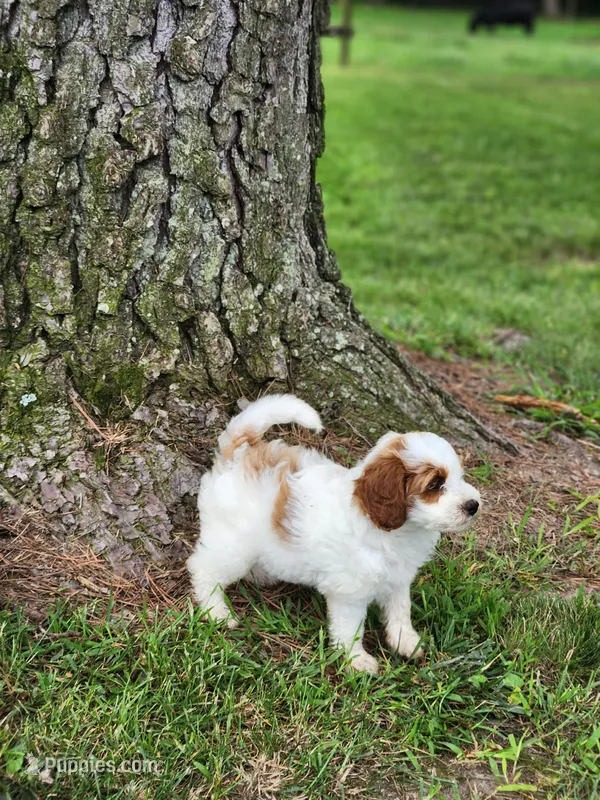 Oscar – Miniature Labradoodle puppy for sale in Manheim, PA