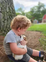 Oscar, a male Miniature Labradoodle for sale in Manheim, PA – 2 of 3