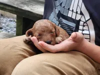 Gracie, a female Miniature Labradoodle for sale in Manheim, PA – 3 of 3