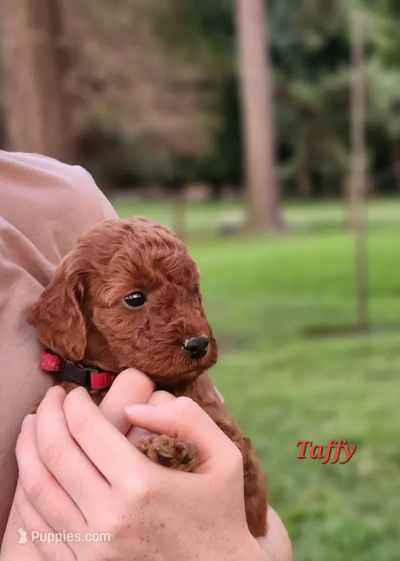 Taffy – Miniature Labradoodle puppy for sale in Manheim, PA