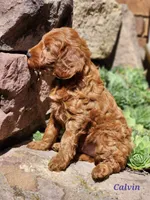 Calvin, a male Miniature Labradoodle for sale in Manheim, PA – 2 of 3