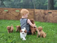 Calvin, a male Miniature Labradoodle for sale in Manheim, PA – 3 of 3