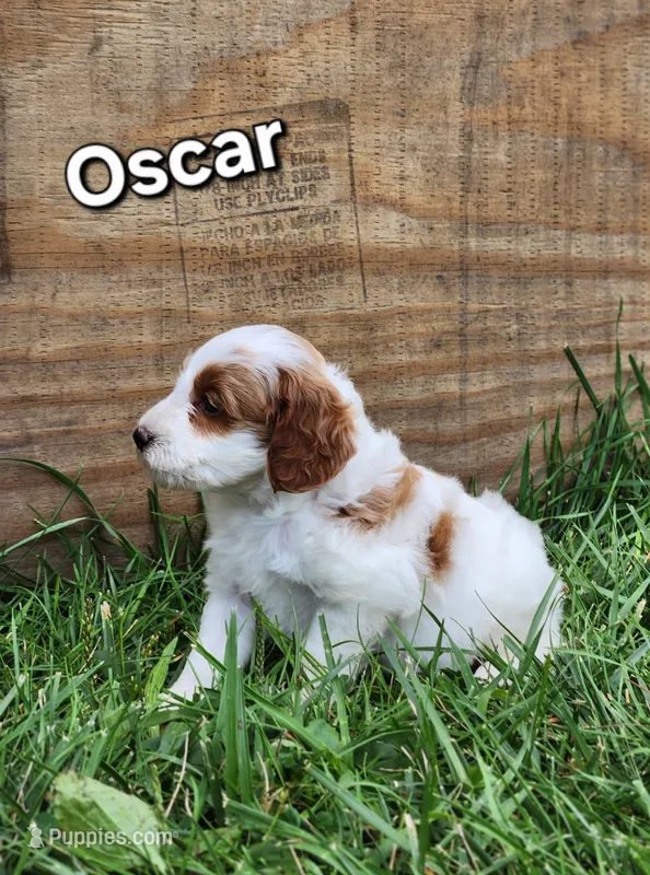 Oscar – Miniature Labradoodle puppy for sale in Manheim, PA