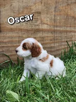 Oscar, a male Miniature Labradoodle for sale in Manheim, PA – 1 of 3