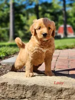 Lacy, a female Miniature Labradoodle for sale in Manheim, PA – 4 of 5