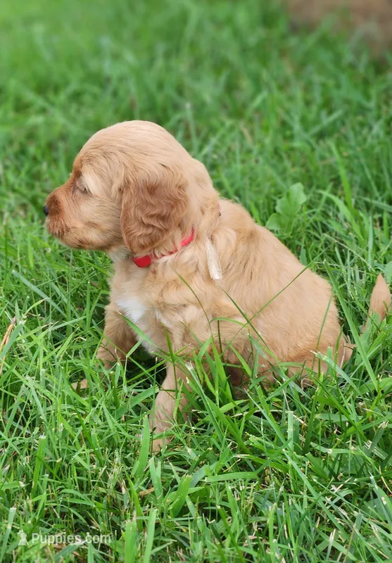 Gracie – Miniature Labradoodle puppy for sale in Manheim, PA