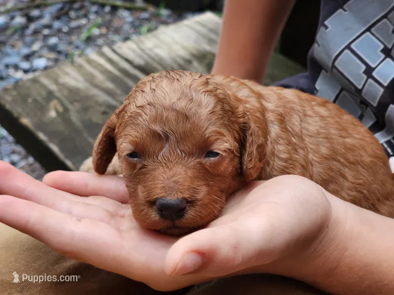 Gracie – Miniature Labradoodle puppy for sale in Manheim, PA
