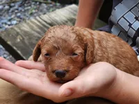 Gracie, a female Miniature Labradoodle for sale in Manheim, PA – 1 of 3