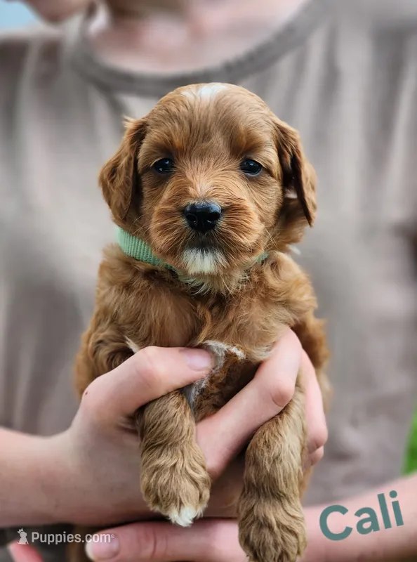 Cali – Miniature Labradoodle puppy for sale in Manheim, PA