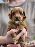 Cali, a female Miniature Labradoodle for sale in Manheim, PA – 1 of 2