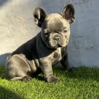 Razzle, a female French Bulldog for sale in Kernersville, NC – Photo 3 of 3