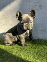 Razzle, a female French Bulldog for sale in Kernersville, NC – Photo 3 of 3