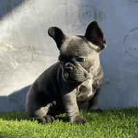 Razzle, a female French Bulldog for sale in Kernersville, NC – Photo 2 of 3