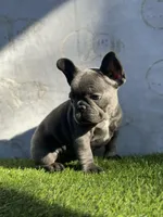 Razzle, a female French Bulldog for sale in Kernersville, NC – Photo 2 of 3