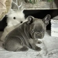 Razzle, a female French Bulldog for sale in Kernersville, NC – Photo 1 of 3