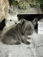 Razzle, a female French Bulldog for sale in Kernersville, NC – Photo 1 of 3