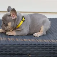 Jasmine, a female French Bulldog for sale in Kernersville, NC – Photo 3 of 6