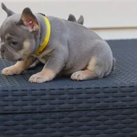 Jasmine, a female French Bulldog for sale in Kernersville, NC – Photo 5 of 6