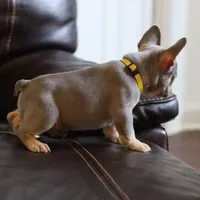 Jasmine, a female French Bulldog for sale in Kernersville, NC – Photo 2 of 6