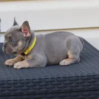 Jasmine, a female French Bulldog for sale in Kernersville, NC – Photo 6 of 6