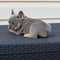 Jasmine, a female French Bulldog for sale in Kernersville, NC – Photo 4 of 6