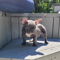 Geronimo, a male French Bulldog for sale in Kernersville, NC – Photo 3 of 4