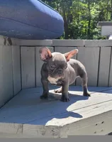 Geronimo, a male French Bulldog for sale in Kernersville, NC – Photo 3 of 4