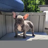 Geronimo, a male French Bulldog for sale in Kernersville, NC – Photo 2 of 4