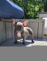 Geronimo, a male French Bulldog for sale in Kernersville, NC – Photo 2 of 4