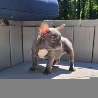 Geronimo, a male French Bulldog for sale in Kernersville, NC – Photo 1 of 4