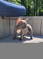 Geronimo, a male French Bulldog for sale in Kernersville, NC – Photo 1 of 4