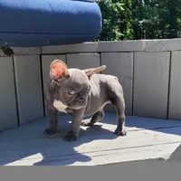 Geronimo, a male French Bulldog for sale in Kernersville, NC – Photo 4 of 4