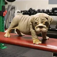 Chase, a male English Bulldog for sale in Kernersville, NC – Photo 8 of 9