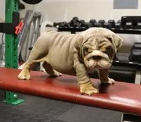 Chase, a male English Bulldog for sale in Kernersville, NC – Photo 8 of 9