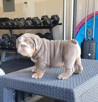 Chase, a male English Bulldog for sale in Kernersville, NC – Photo 6 of 9