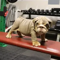 Chase, a male English Bulldog for sale in Kernersville, NC – Photo 9 of 9