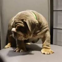 Chase, a male English Bulldog for sale in Kernersville, NC – Photo 7 of 9