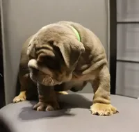 Chase, a male English Bulldog for sale in Kernersville, NC – Photo 7 of 9