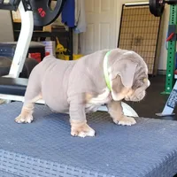 Chase, a male English Bulldog for sale in Kernersville, NC – Photo 5 of 9