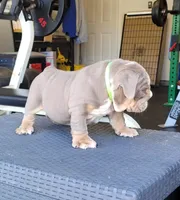 Chase, a male English Bulldog for sale in Kernersville, NC – Photo 5 of 9