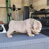 Chase, a male English Bulldog for sale in Kernersville, NC – Photo 2 of 9