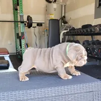 Chase, a male English Bulldog for sale in Kernersville, NC – Photo 1 of 9