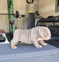 Chase, a male English Bulldog for sale in Kernersville, NC – Photo 1 of 9