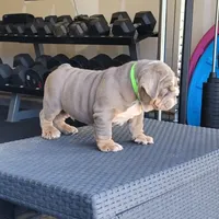 Chase, a male English Bulldog for sale in Kernersville, NC – Photo 4 of 9