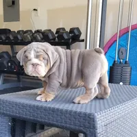 Chase, a male English Bulldog for sale in Kernersville, NC – Photo 3 of 9