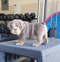 Chase, a male English Bulldog for sale in Kernersville, NC – Photo 3 of 9