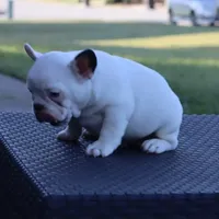 Hammer, a male French Bulldog for sale in Kernersville, NC – Photo 2 of 6