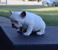 Hammer, a male French Bulldog for sale in Kernersville, NC – Photo 2 of 6